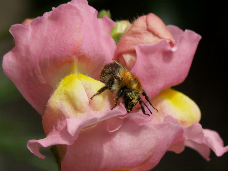 Hummel